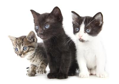 Projet - Trappe à chat